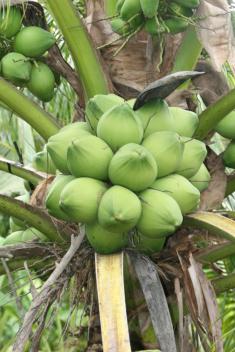 Dừa xiêm xanh xuất khẩu